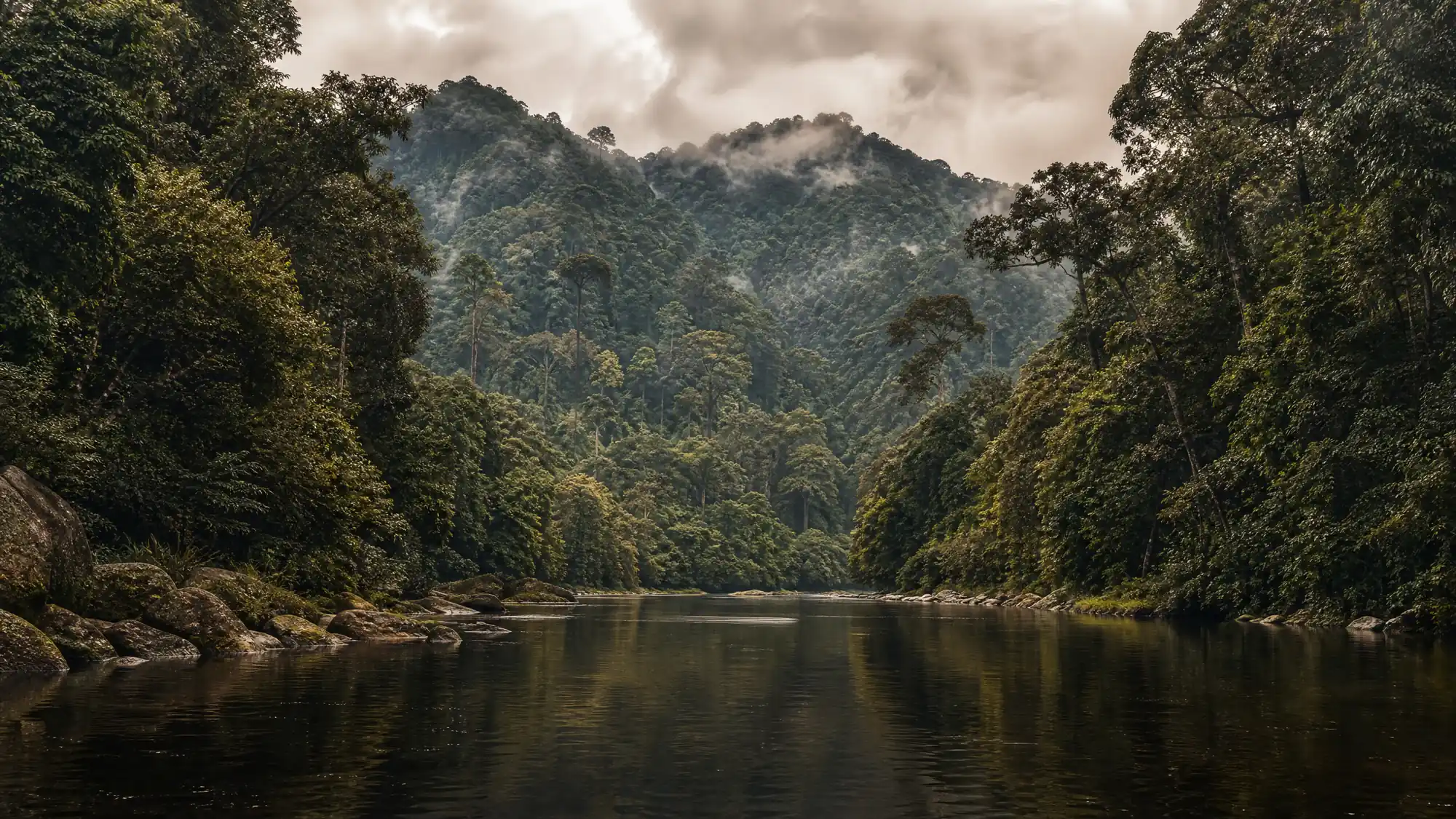 Explorez une jungle tropicale vieille de 130 millions d'années. Apprenez à organiser vos permis, à réserver des excursions à la journée depuis Kuala Lumpur et à vous repérer sur la passerelle dans la canopée.