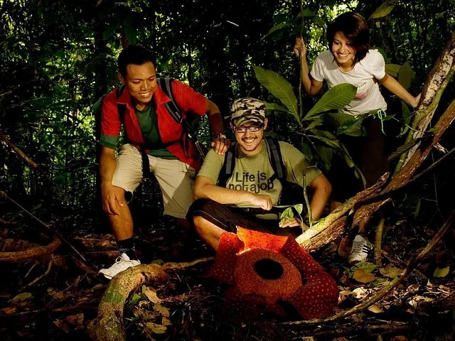 Touristes admirant une fleur de Rafflesia dans le parc national de Taman Negara.