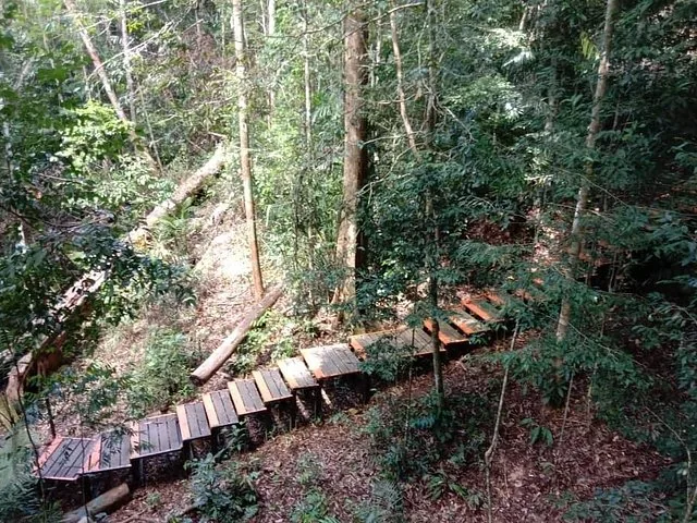 Hölzerner Treppenweg durch den Regenwald im Taman Negara Nationalpark.