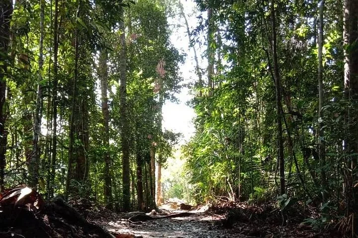 Zonlicht dat door het dichte bladerdek van de jungle in Taman Negara filtert.