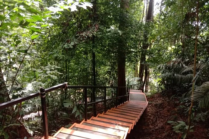 Escaliers en bois traversant la forêt tropicale luxuriante du parc national de Taman Negara.