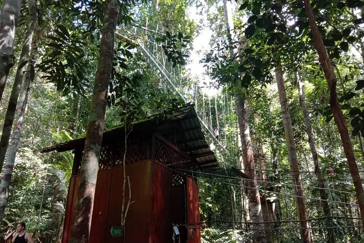 Ein Abschnitt des Baumkronenpfads, der in Taman Negara zwischen Bäumen hängt.