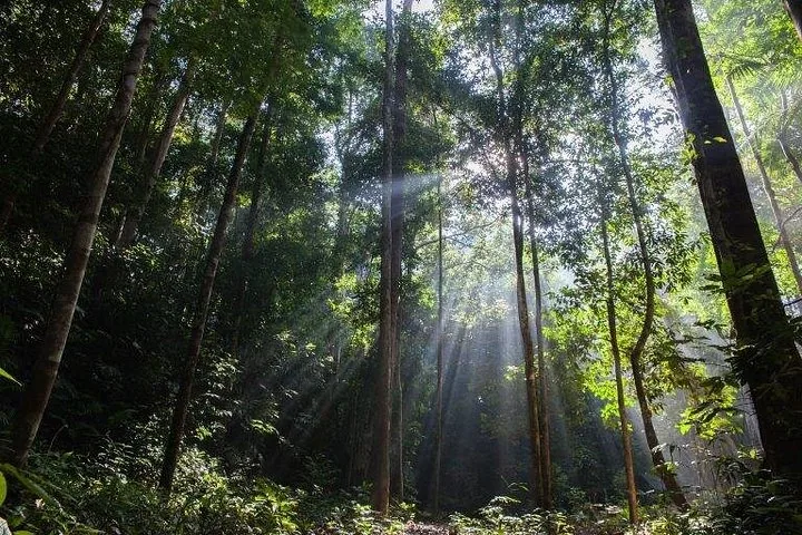 Sonnenlicht, das durch die hohen Bäume im Taman Negara Nationalpark strömt.