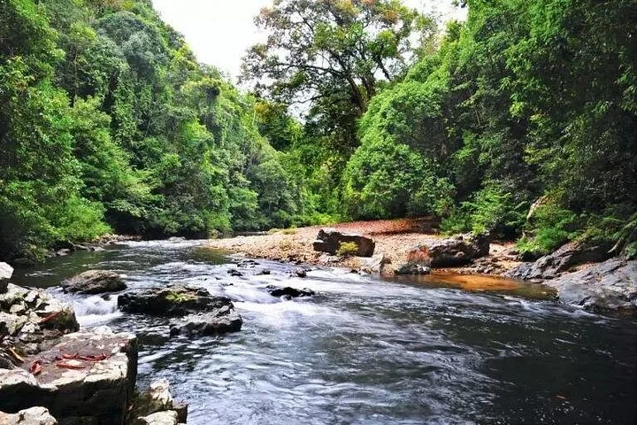Vue panoramique sur une rivière traversant la jungle à Taman Negara.